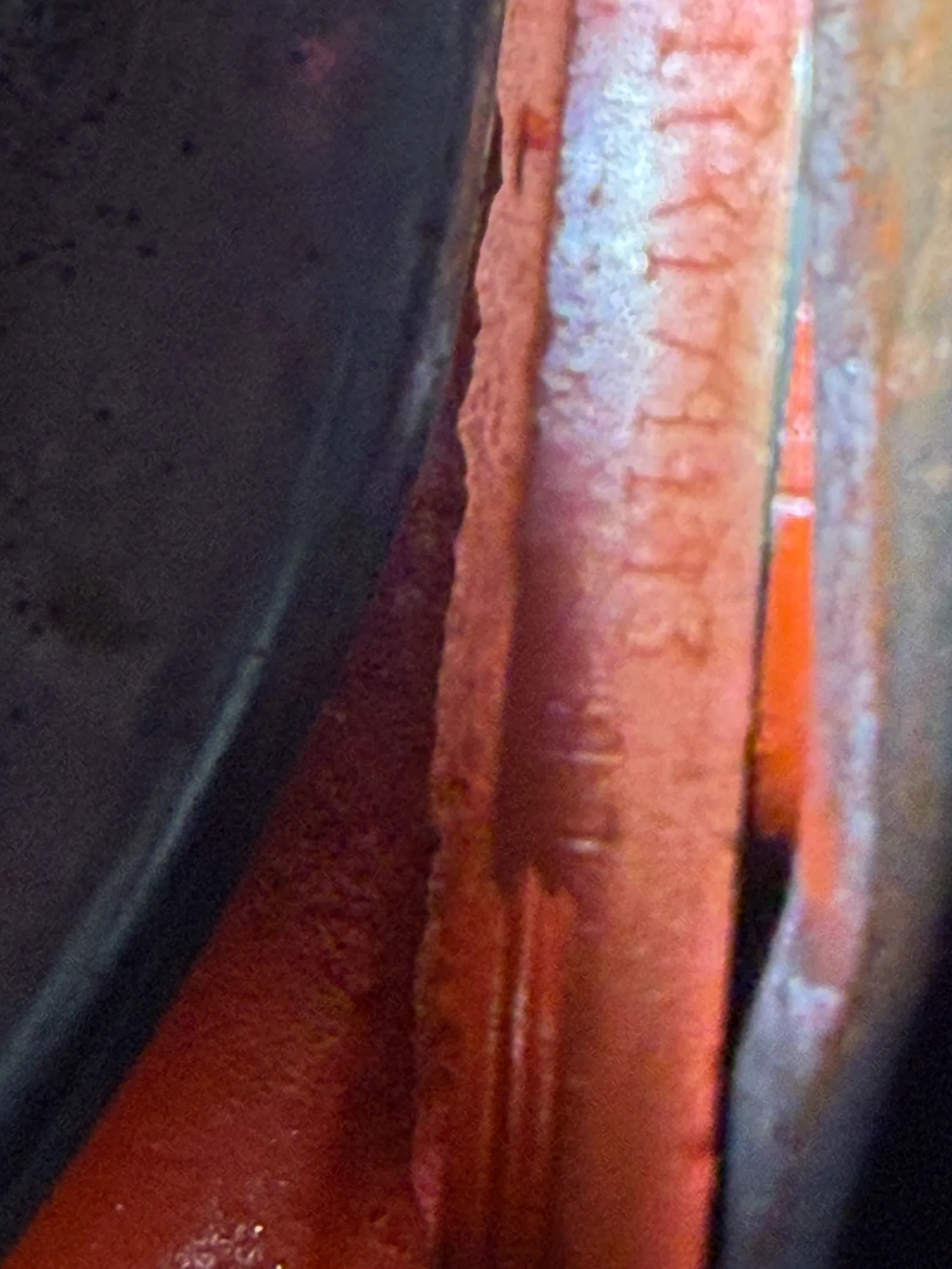 IMG_7584.JPG